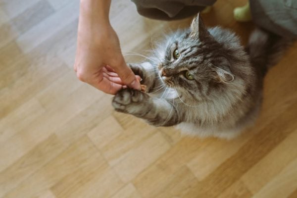 Giving cat a treat