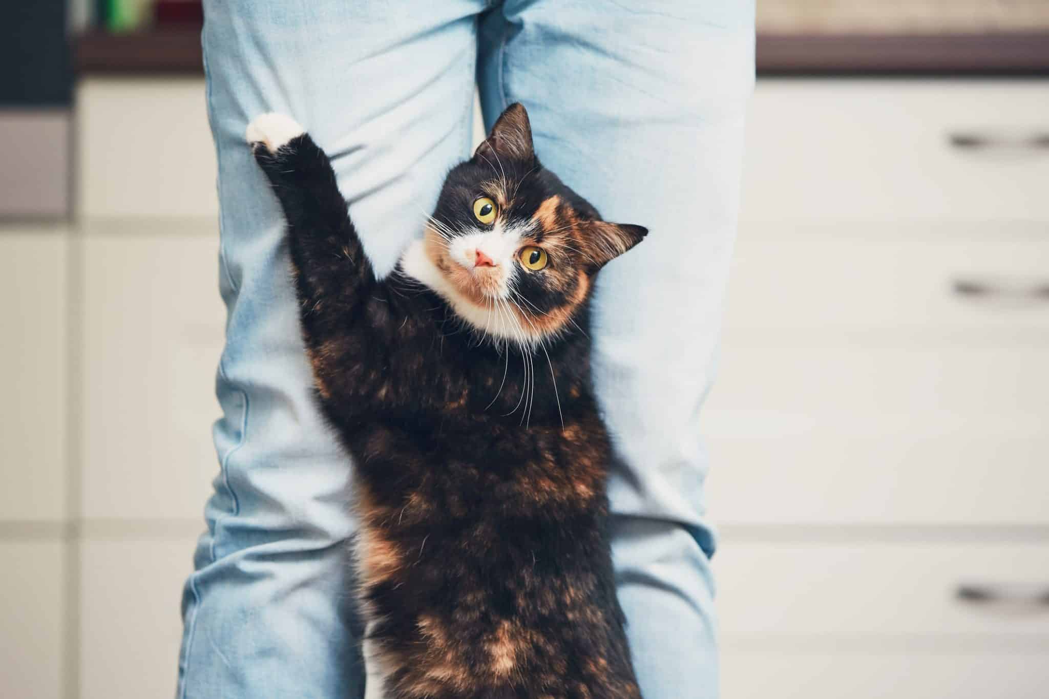 5 Reasons for Cat Humping & What You Can Do About It