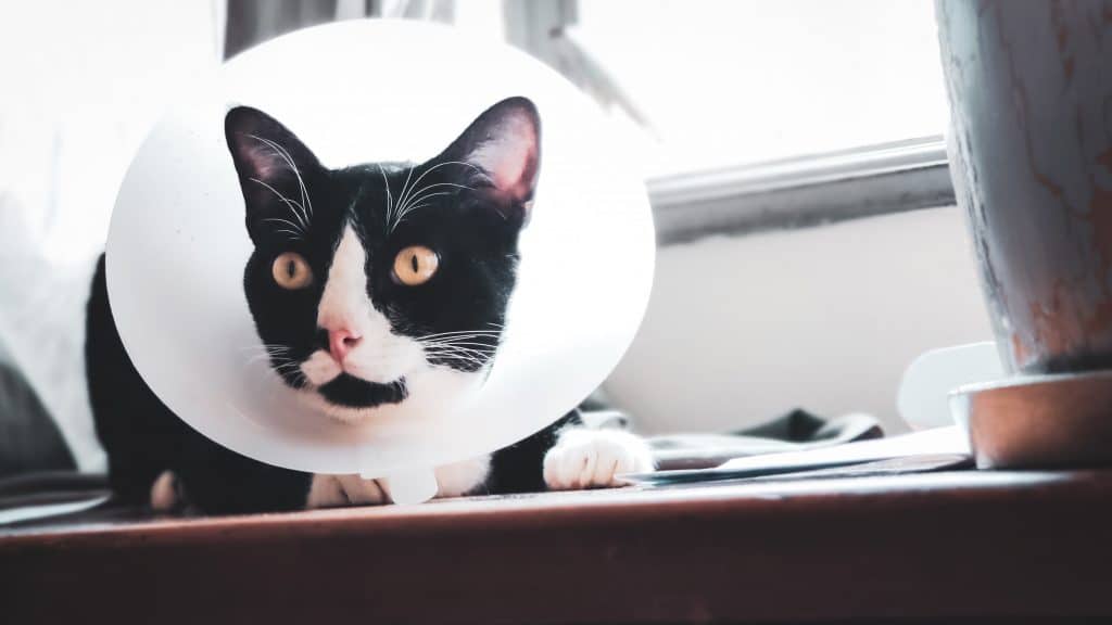 Gato tuxedo con collar isabelino