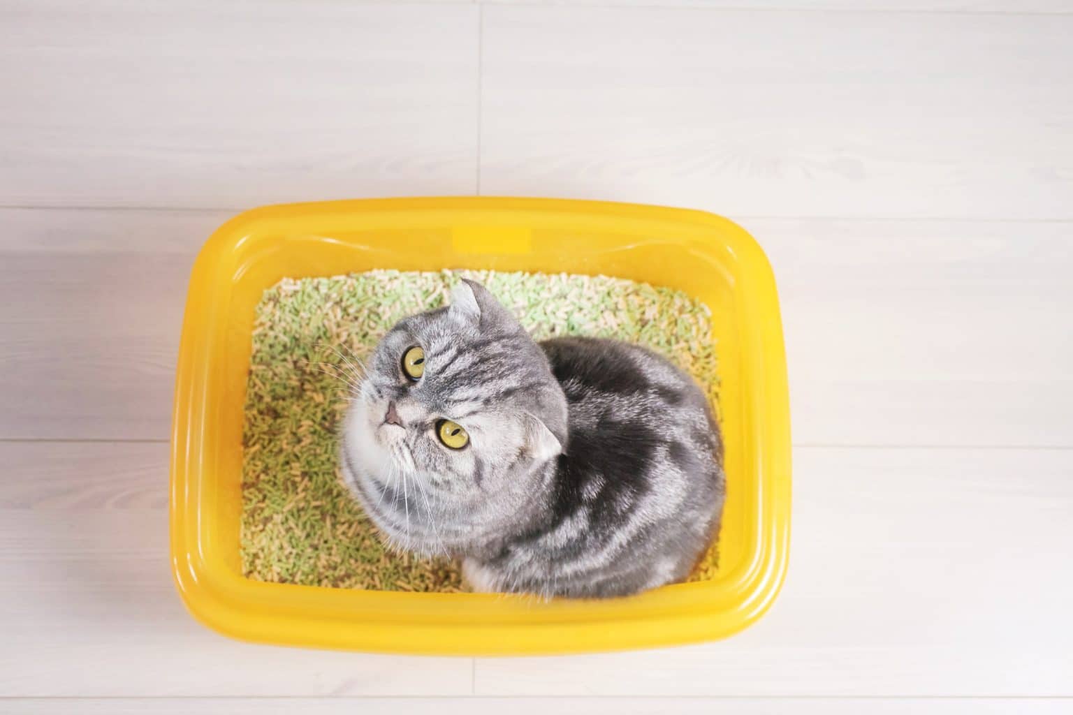 Why Do Cats Lay In Their Litter Box? This Curious Behavior Explained