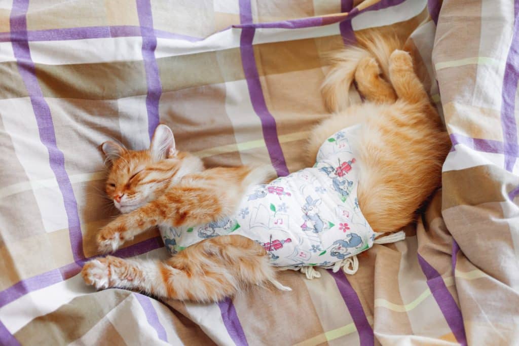Gato naranja durmiendo con un traje corporal