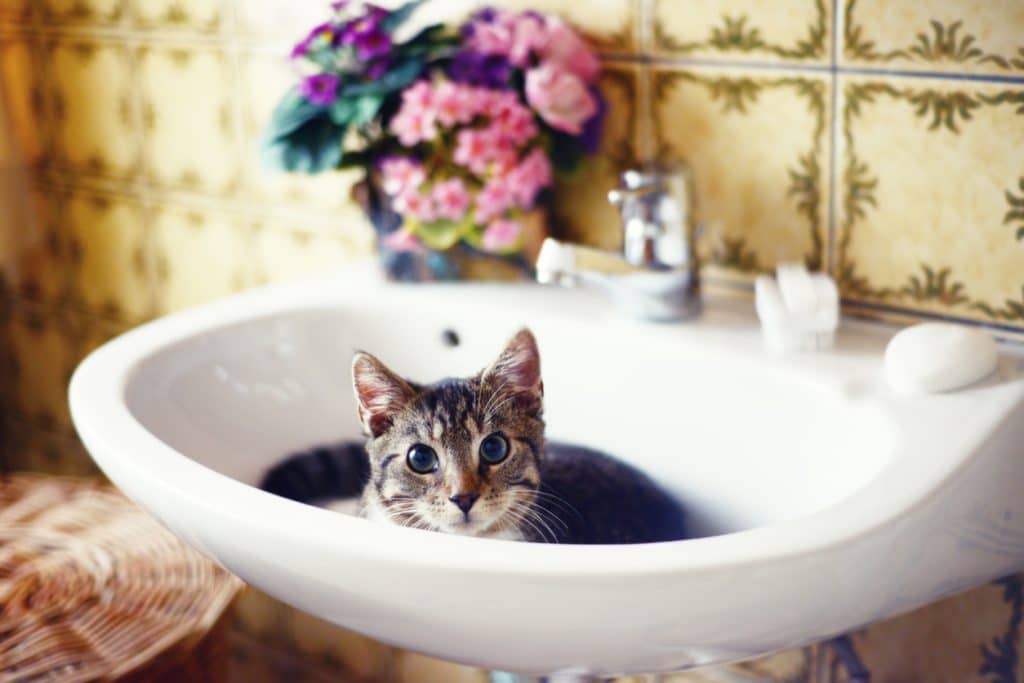 gato tumbado en el lavabo del baño. listo para darse un baño. proceso cruzado.