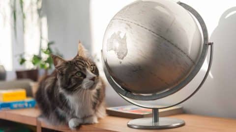 Cat staring at a globe of the world