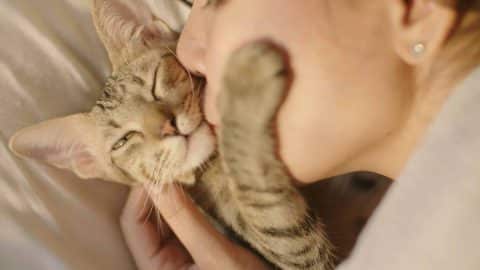 Pet parent kissing their happy cat