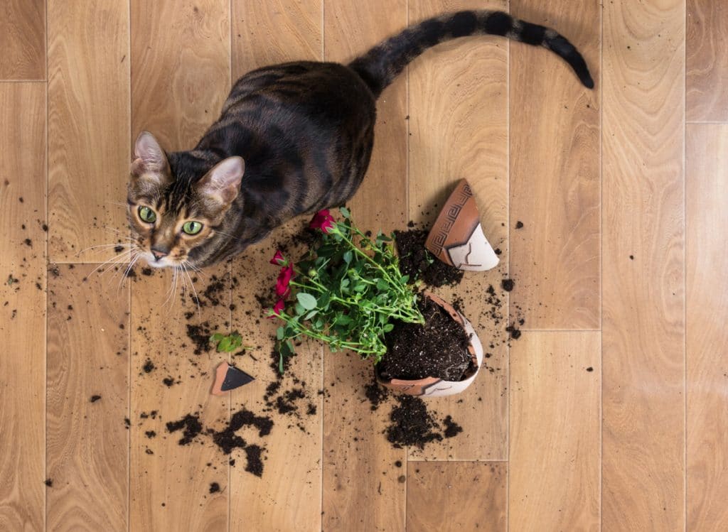 Toyger di razza di gatto domestico è caduto e ha rotto il vaso di fiori con rose rosse e sembra colpevole.  Concetto di danno da animali domestici.  Vista dall'alto.
