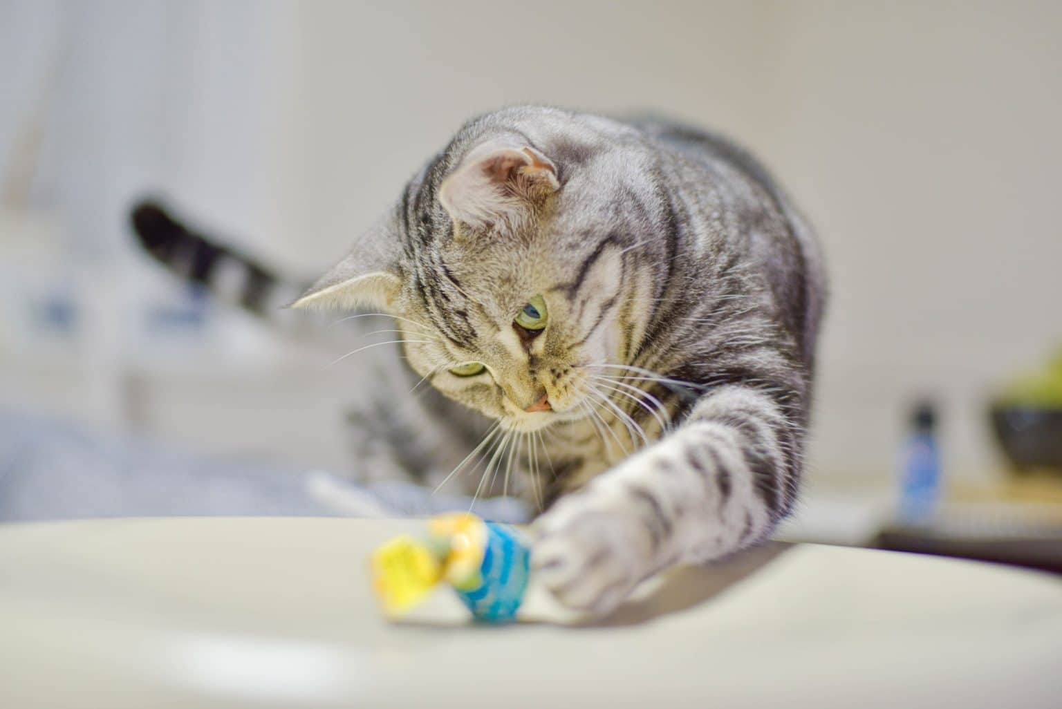 5 Reasons Why Cats Knock Things Over & How You Can Stop Them