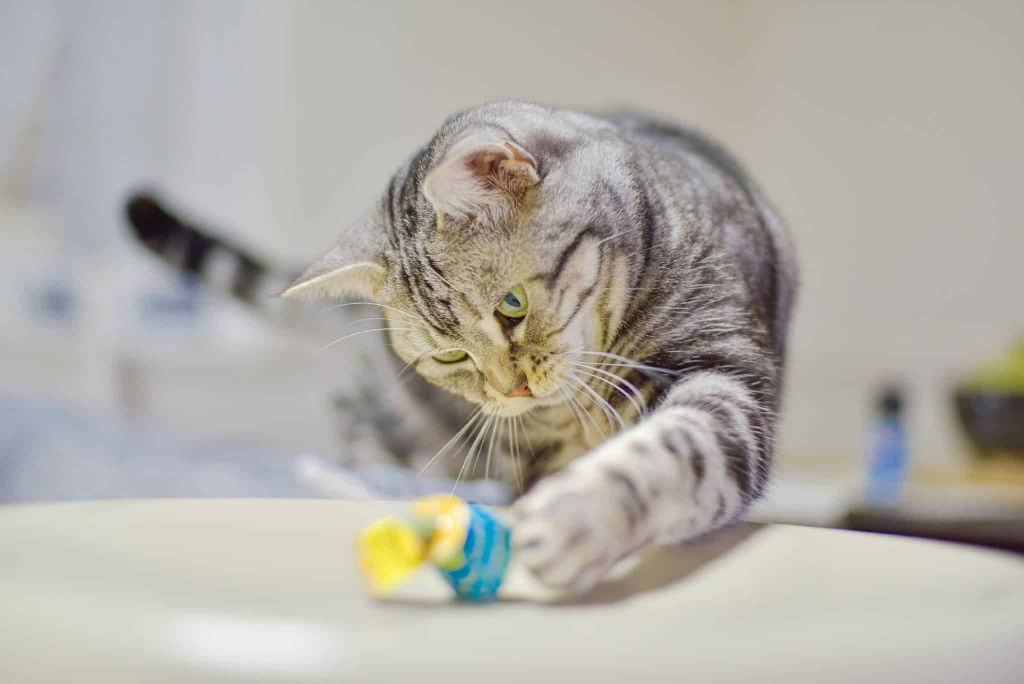 5 Reasons Why Cats Knock Things Over & How You Can Stop Them