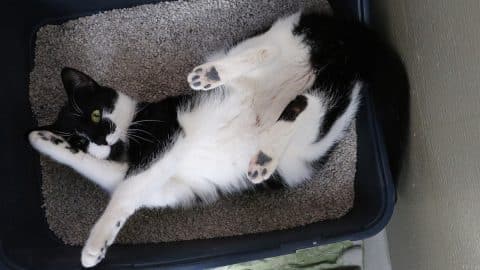 Cute black and white cat lying in their litter box