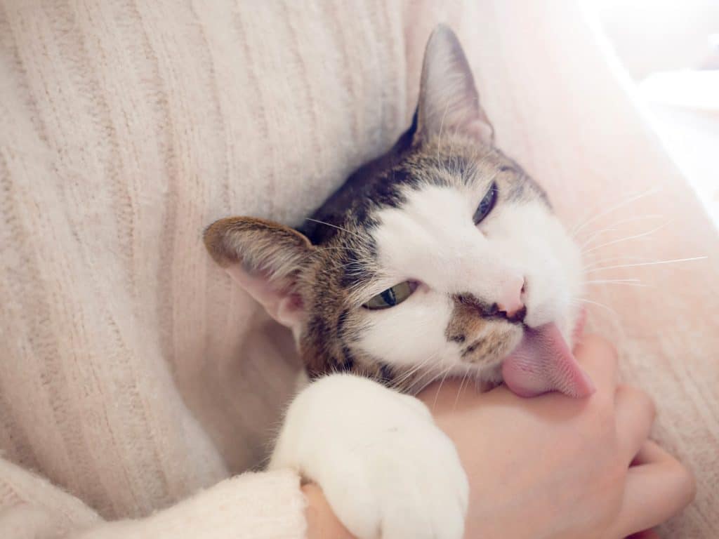 A cat licking and snuggling their pet parent