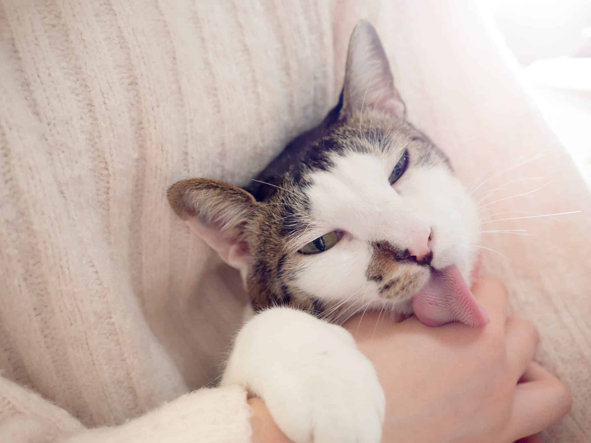 Why Does My Cat Lick Me? 8 Reasons Your Cat Loves To Lick You