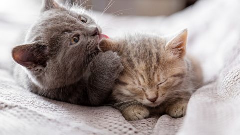 Cat licking another cat's earwax