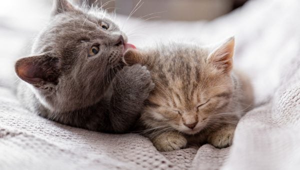 Cat licking another cat's earwax