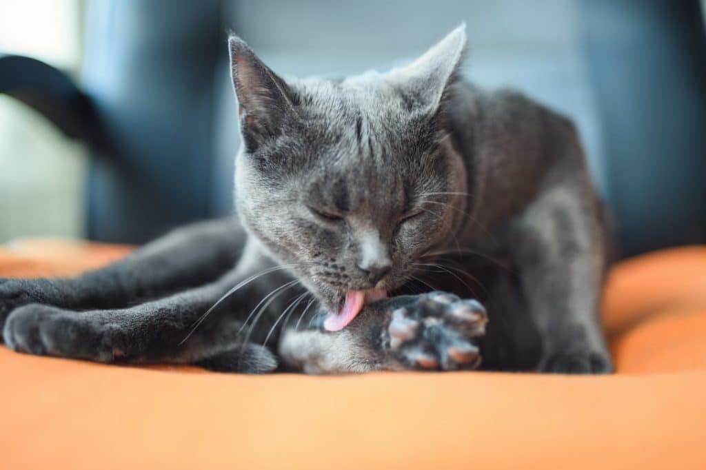 Un gato gris lamiéndose las patas irritadas