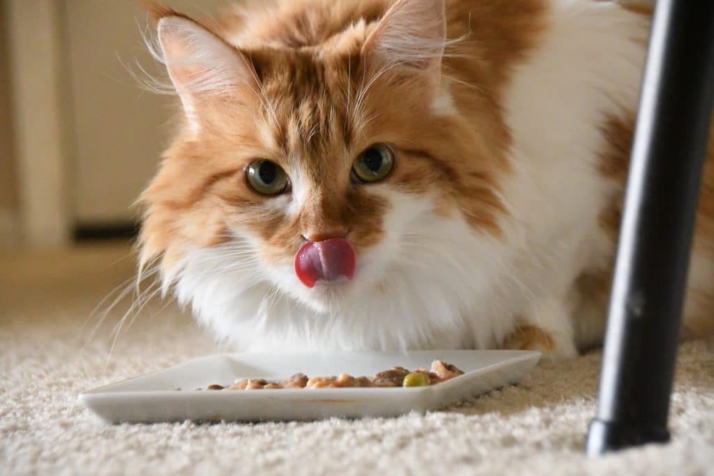 Maine coon Cat Licking Her Lips