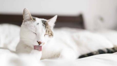 A cute cat licking themselves