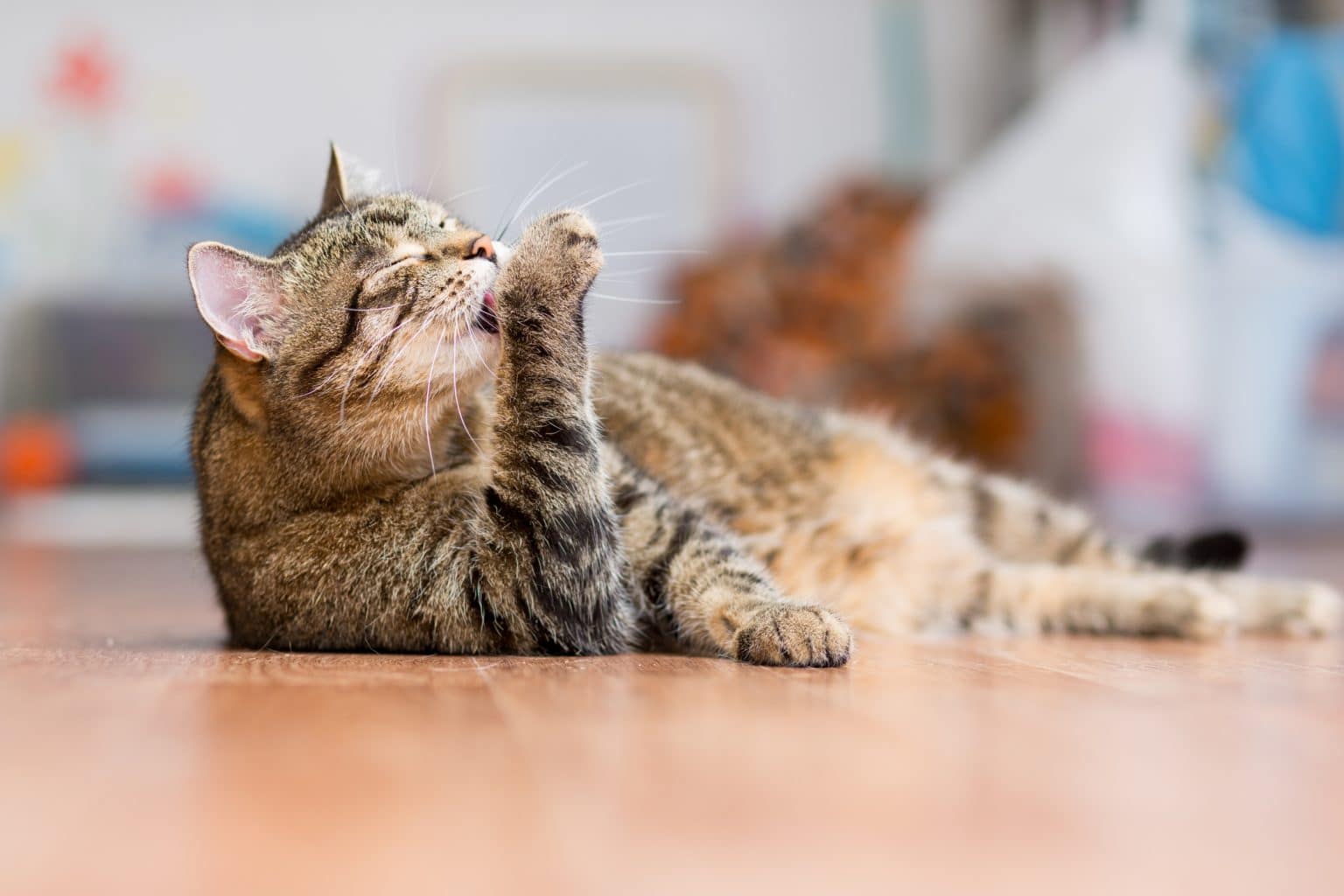 Why Do Cats Lick Each Other? 6 Reasons for Allogrooming
