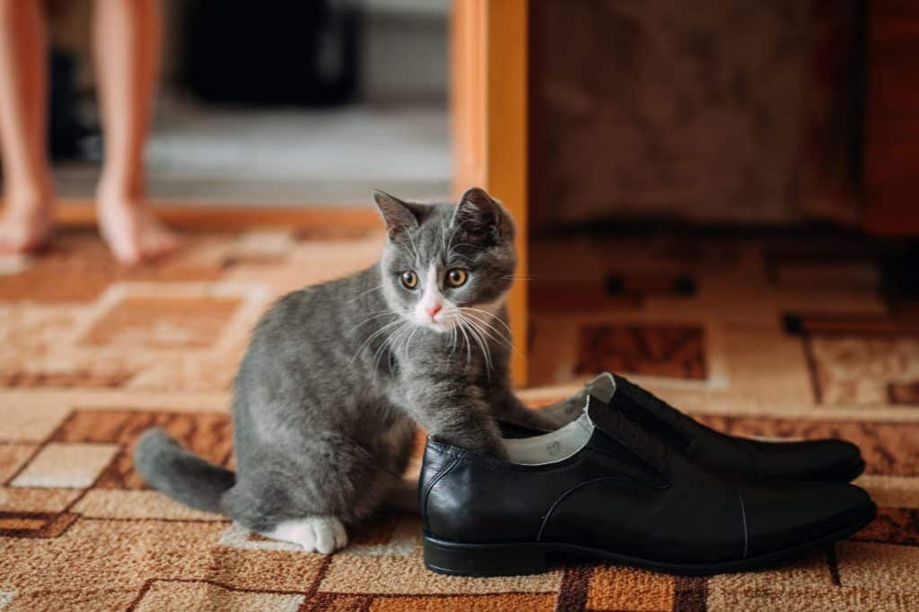 Kitten sitting next to men's shoes