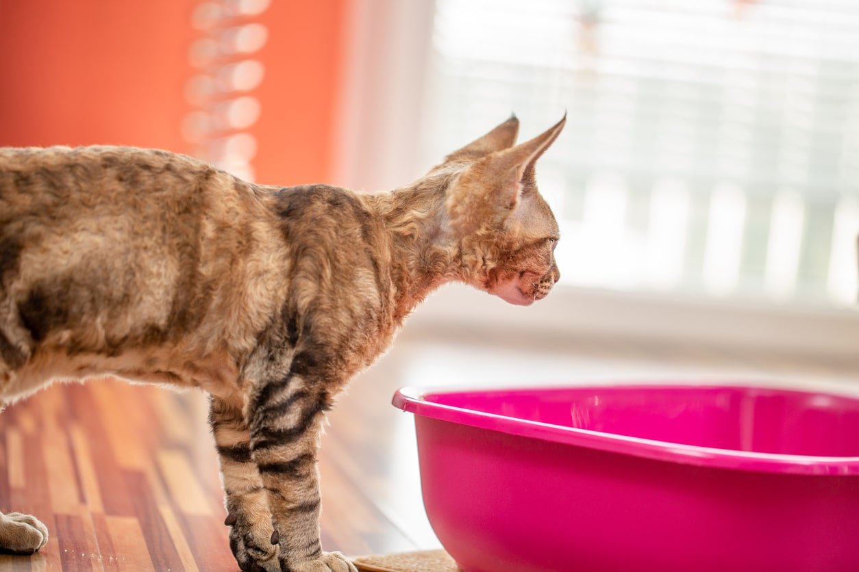 Cat Peeing Everywhere? Why Inappropriate Urination Happen