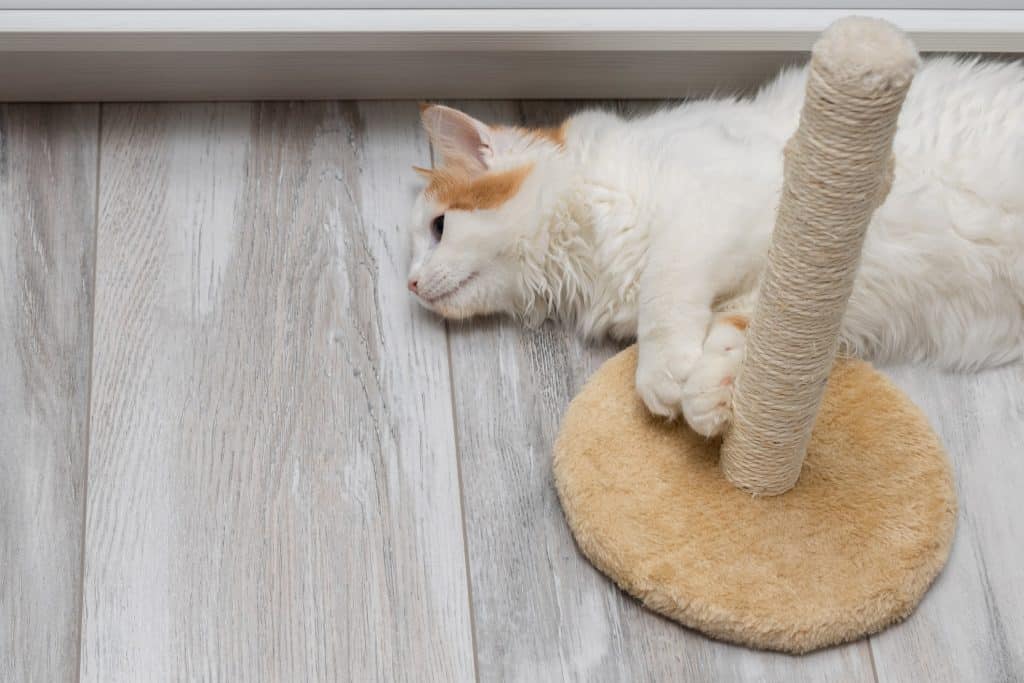 Un gato blanco con cara de aburrimiento y tristeza en el suelo