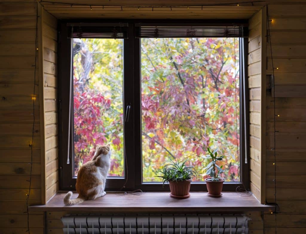 Hermosa vista de los árboles de colores del otoño a través de la ventana. Precioso gato sentado en el alféizar de la ventana