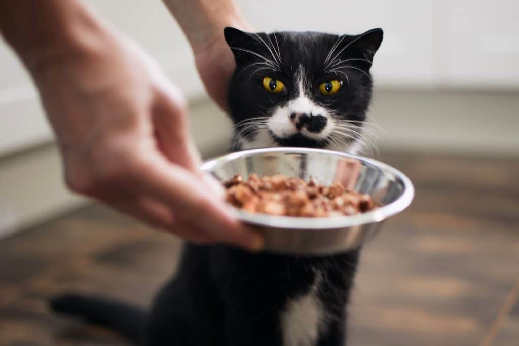 Black and white cat eyeing bowl of food, hungrily