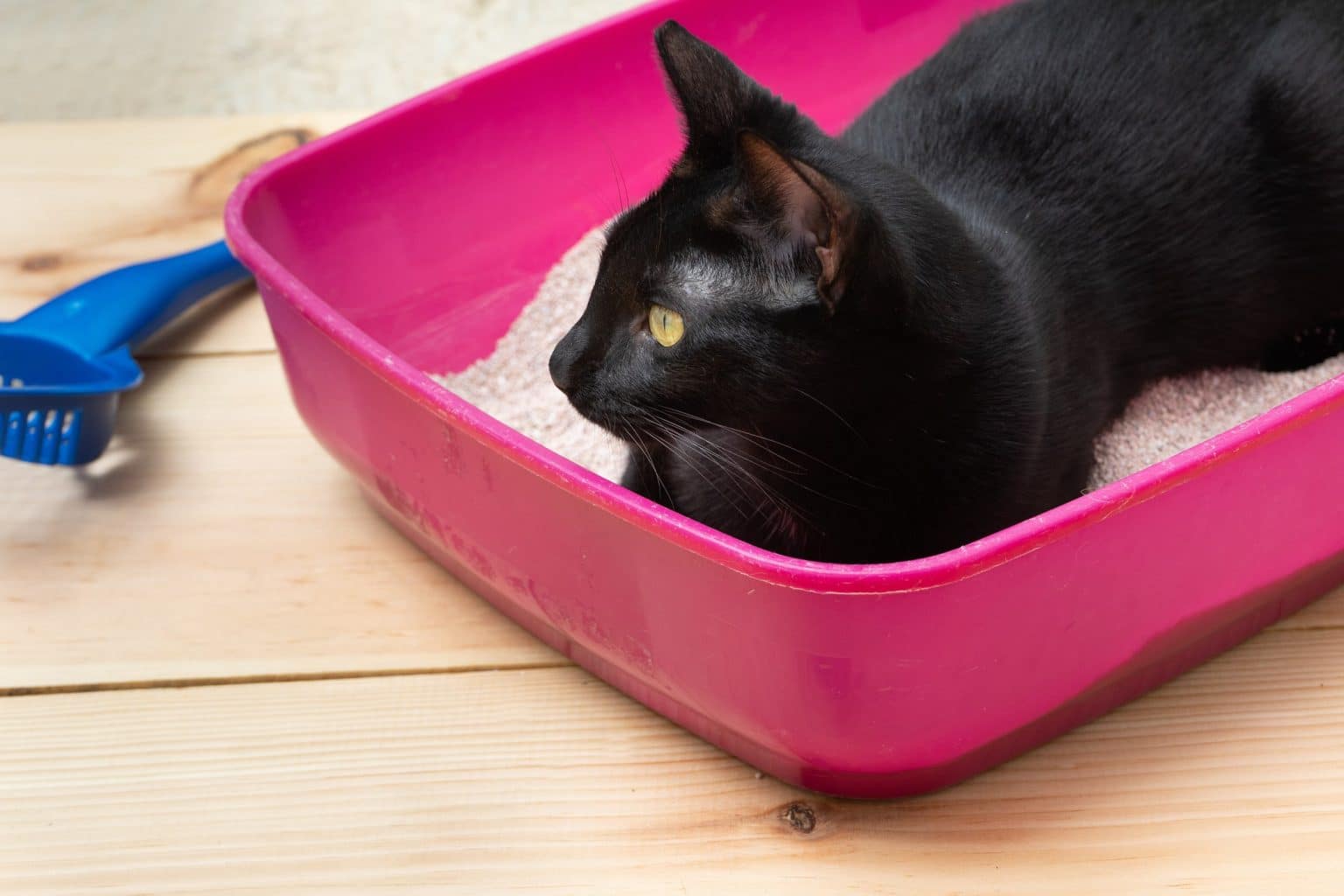 Why Do Cats Lay In Their Litter Box? This Curious Behavior Explained