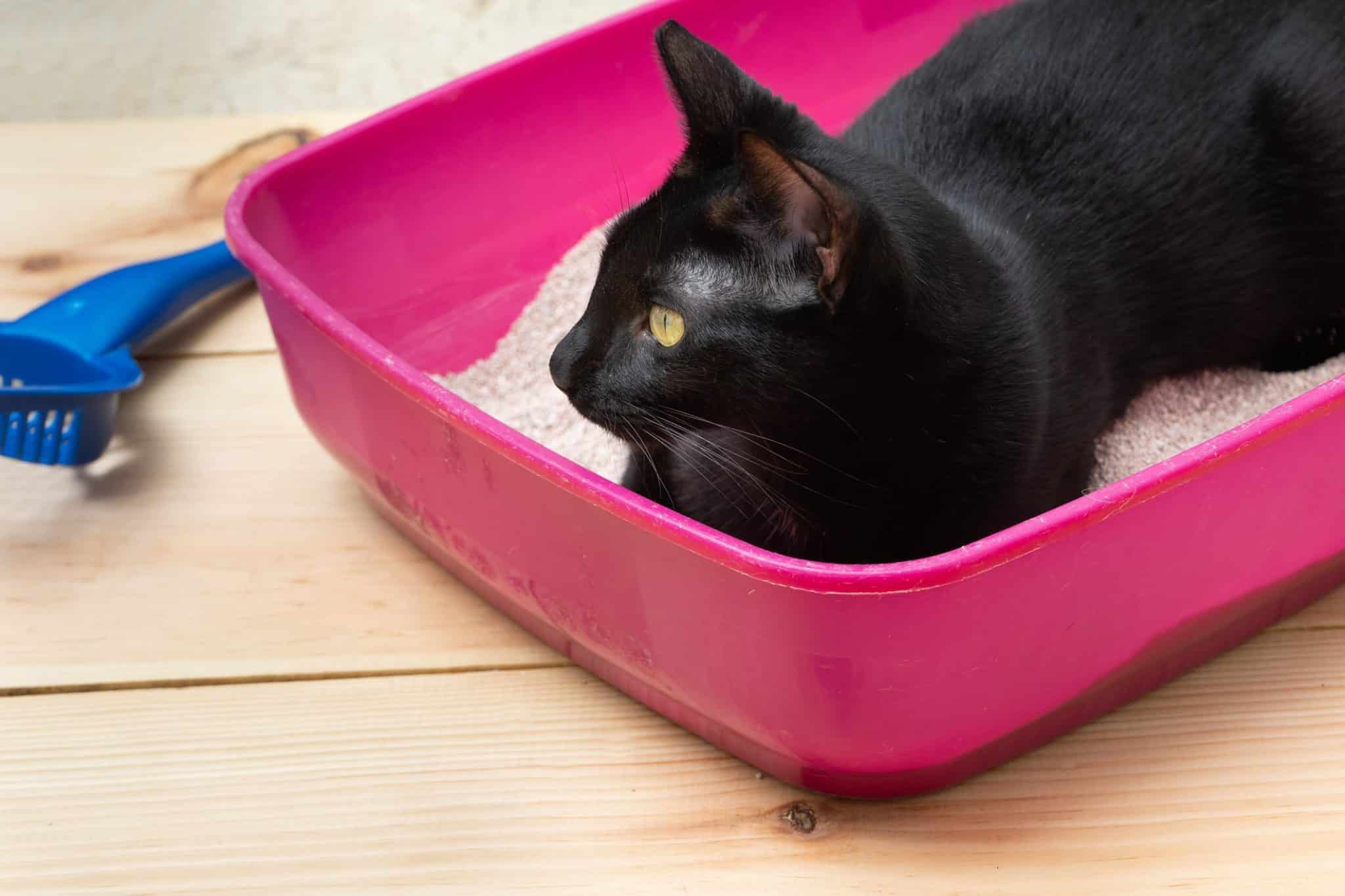 Why Do Cats Lay In Their Litter Box? This Curious Behavior Explained