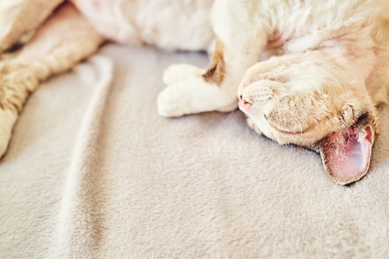 How to Find Out If Cats Like Belly Rubs & Save Your Fingers