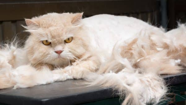 Cat with matted fur gets shaved