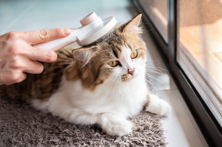 Person brushing cat