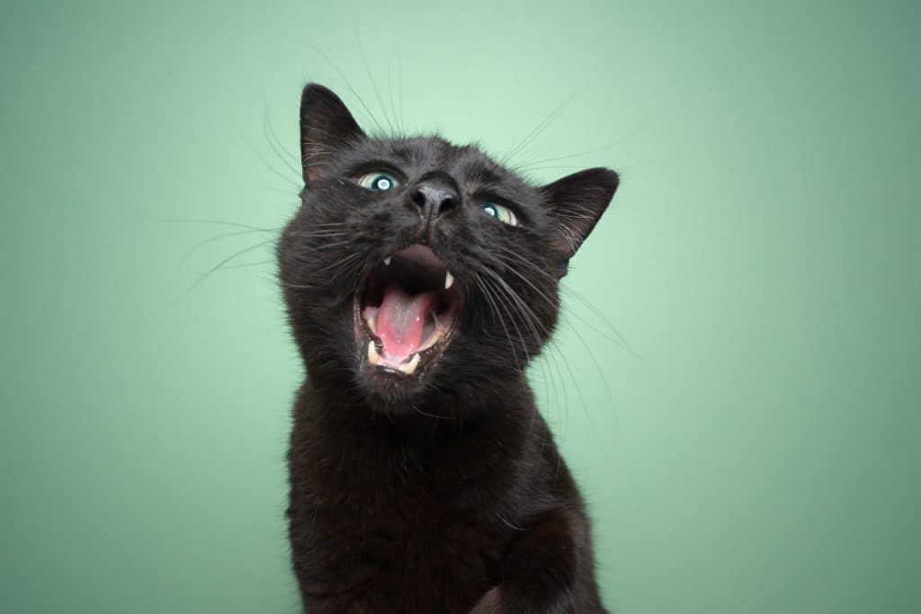 A cute black cat meows silently 