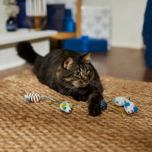 cat playing with mice toys on floor