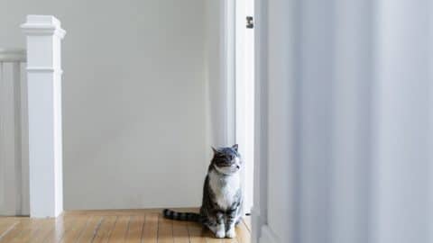 Tabby cat waiting by the door for their owner