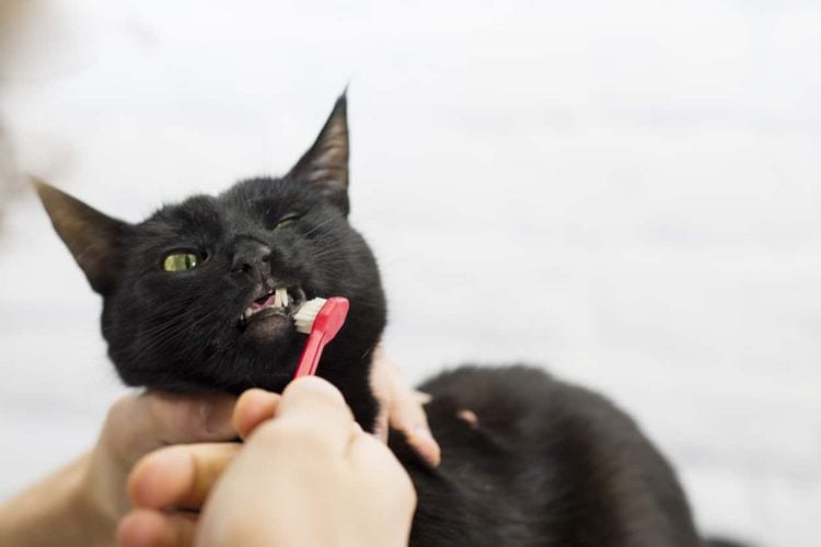 Brushing a cat's teeth