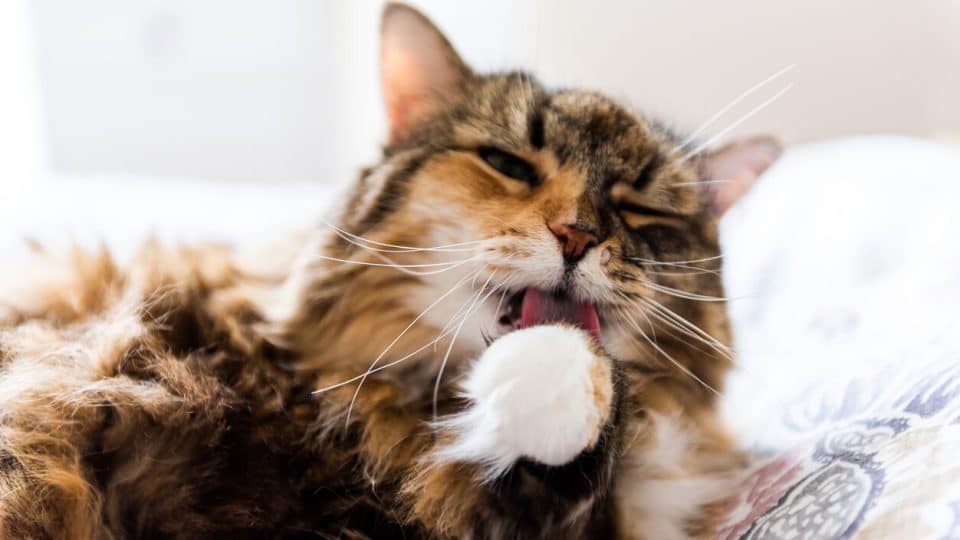 Calico cat sits on bed with mouth open licking paw