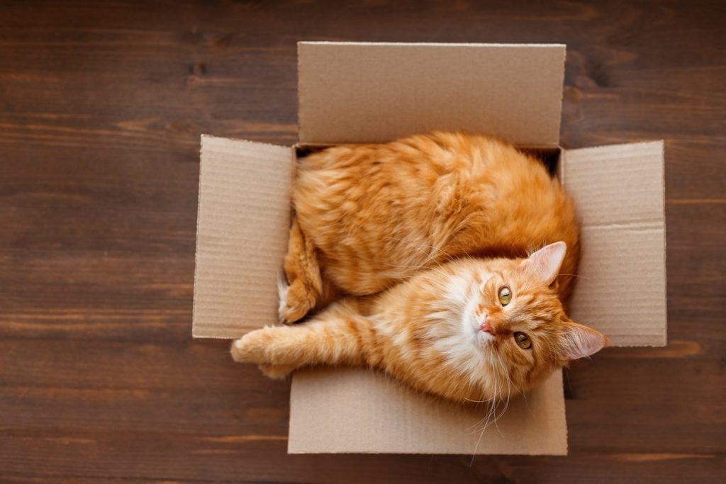 Cat sitting in their safe room in a moving box