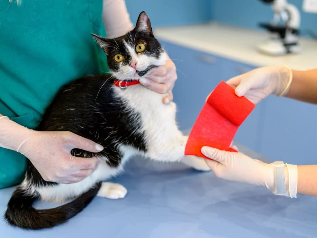 A tuxedo cat getting treatment for their nails 
