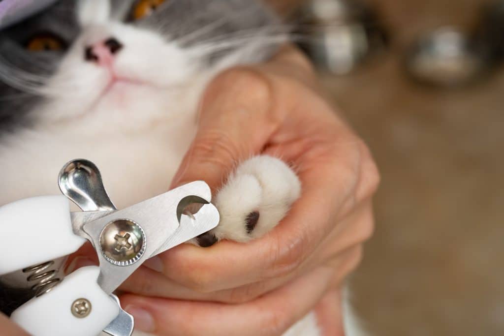 señora usando un cortaúñas para cortarle las uñas a un gato en casa