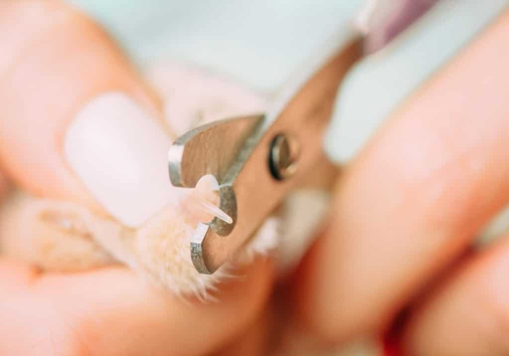 Professional trimming a cat's nails