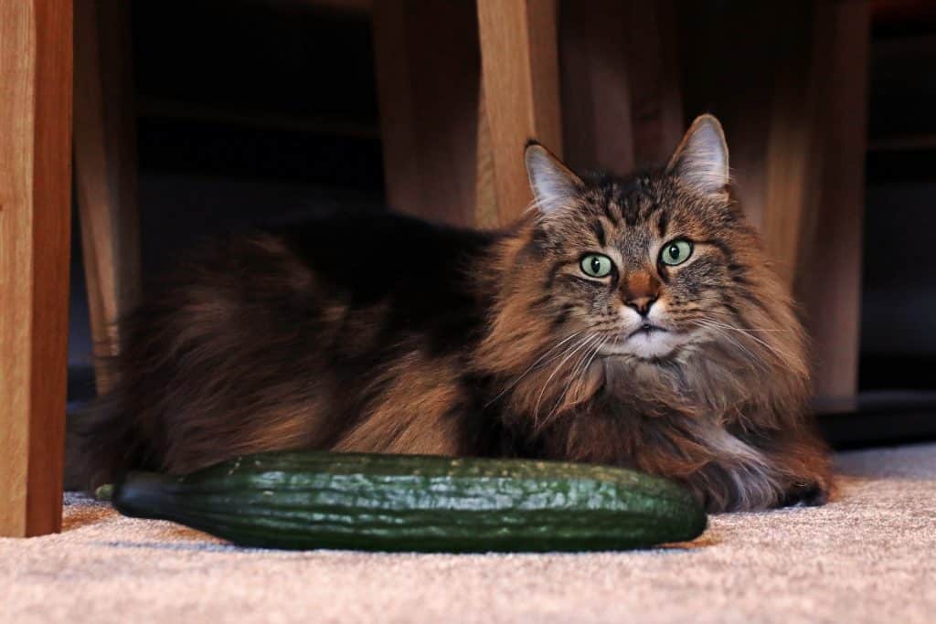 Cat sitting next to a cucumber