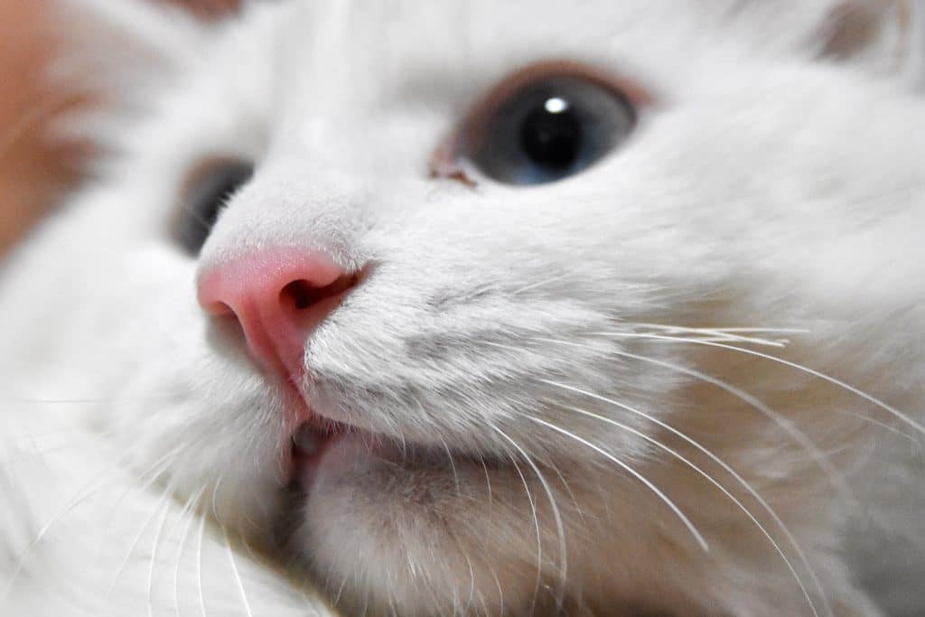 White cat after swollen lip treatment
