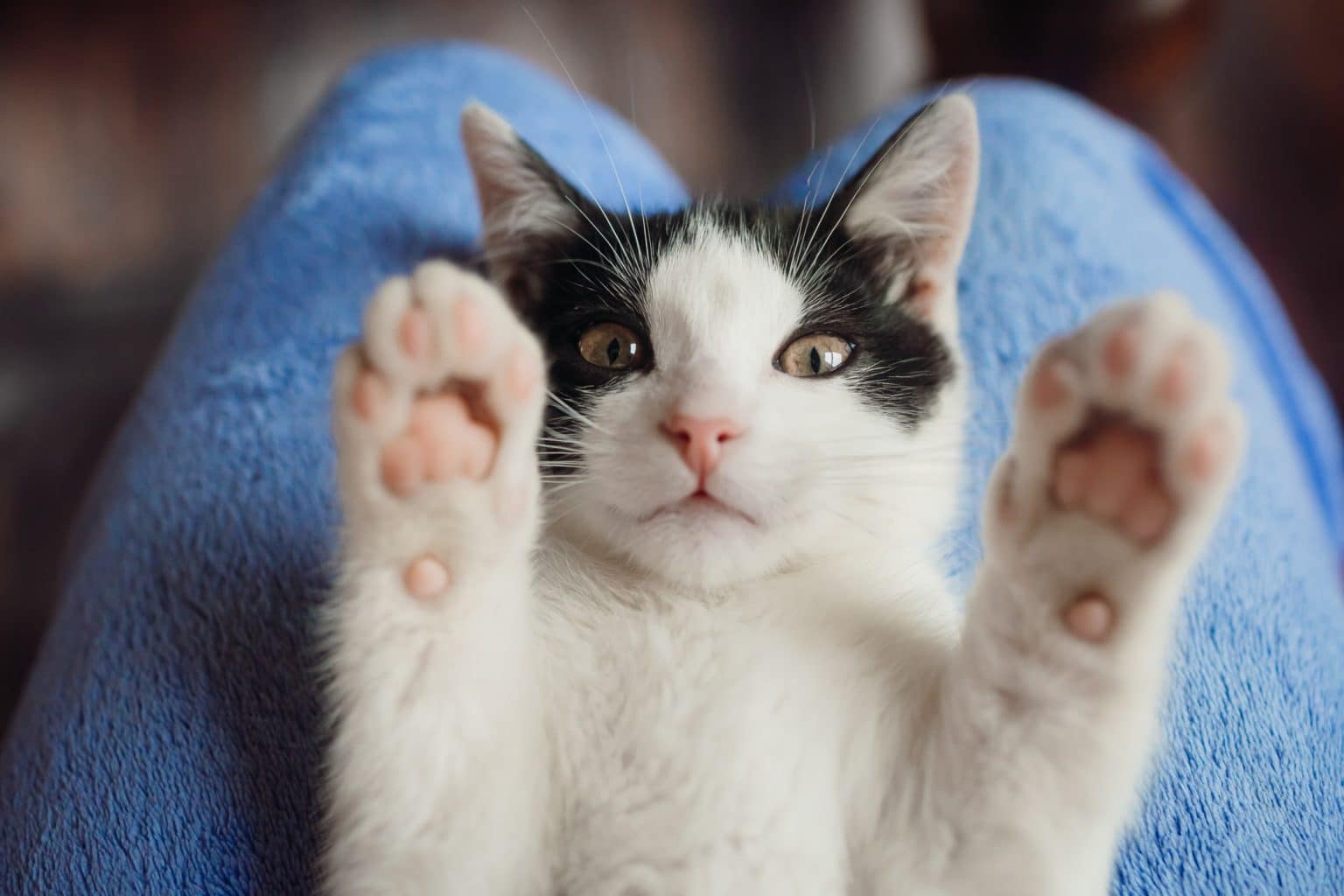 Do Cats Get Bored? Signs & How to Entertain Them