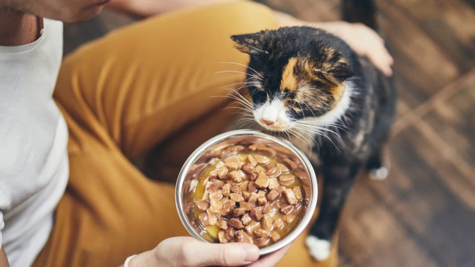 How Long Can Cats Go Without Food & 11 Reasons Why They Won't Eat