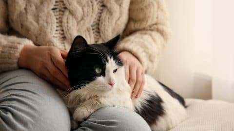 Woman stroking adorable cat in room, closeup