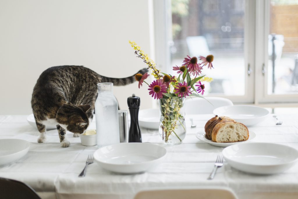 Domestic cat on a dining table with flowers