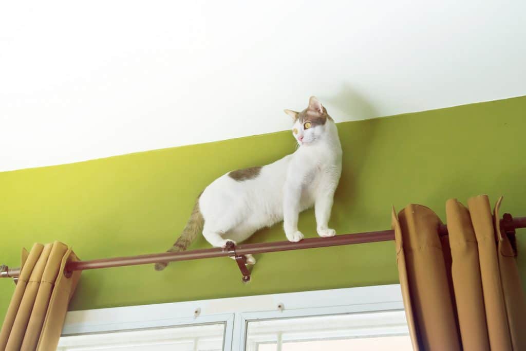 house cat climbs the curtain.