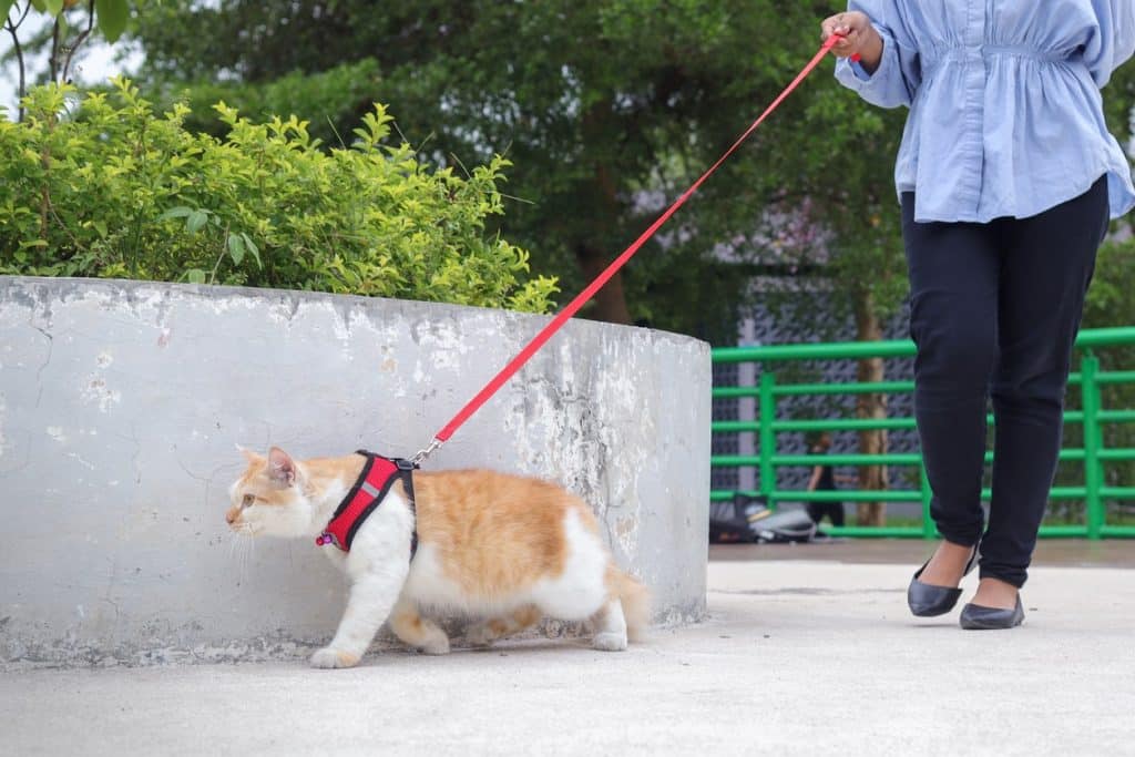 A woman walking her cat outside on a leash