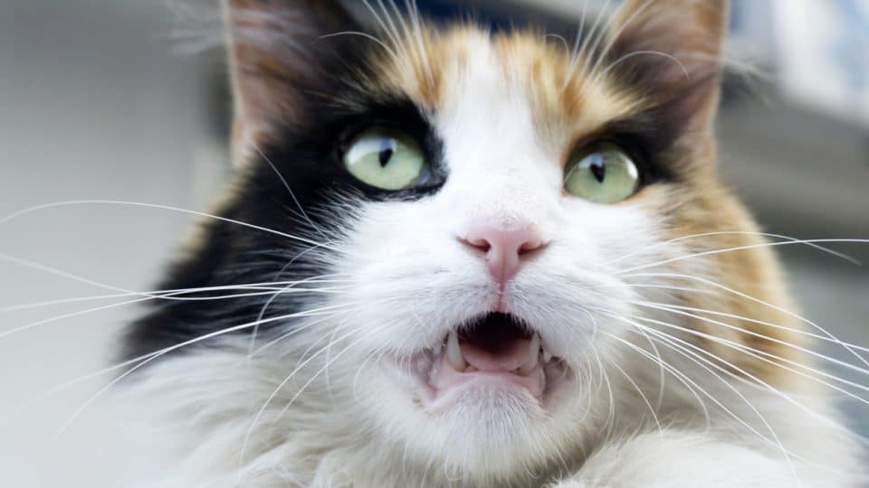 11 Smells Cats Hate & How They May Repel Cats