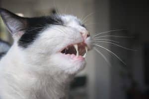 Cat communicating and breathing with open mouth