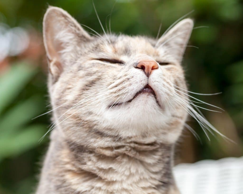 Gato atigrado carey gris y pelirrojo estirando el cuello hacia arriba y olfateando la brisa en busca de olores en el patio